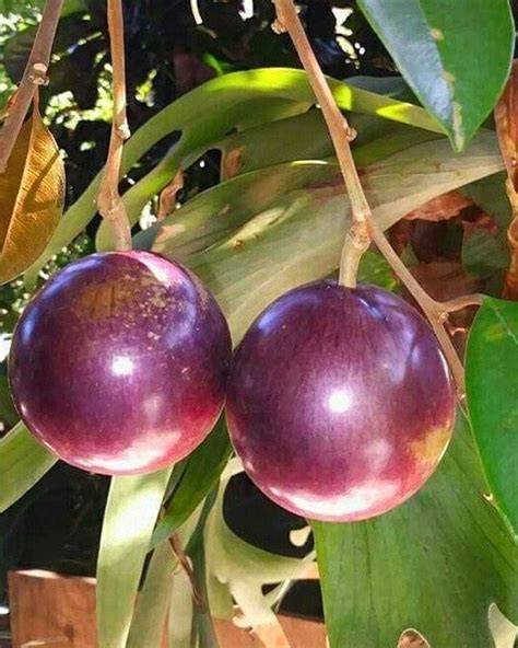 Caimito/ Star Apple Tree Purple Variety - PlantOGram - raincitystudios.com