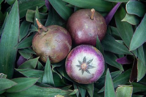 Caimito: The Wondrous Star Apple - Exotic Gourmand - raincitystudios.com