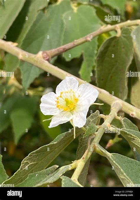 calabur tree (Muntingia calabura) - Botanical Realm - raincitystudios.com