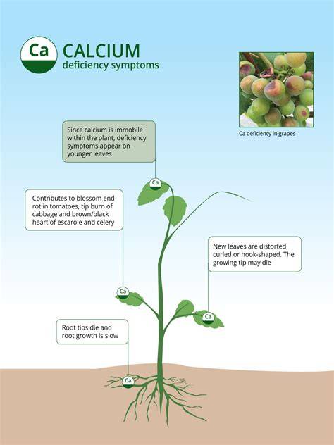 Calcium in Soil: Uses and Signs of Deficiency - Epic … - raincitystudios.com