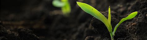 Calcium-Rich Plants: Natural Soil Enhancers | ShunCy - raincitystudios.com