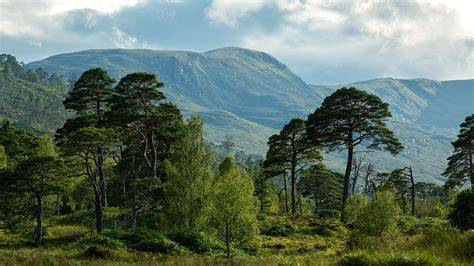 Caledonian Forest and Conifer Woods - Woodland Trust - raincitystudios.com