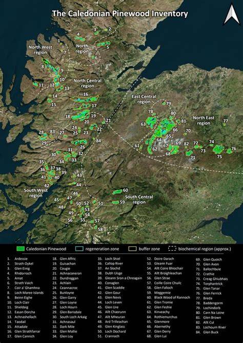 Caledonian pinewood - NatureScot - raincitystudios.com