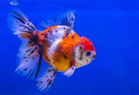 Calico Goldfish Care Guide: Colors, Types & Pro Tips - raincitystudios.com