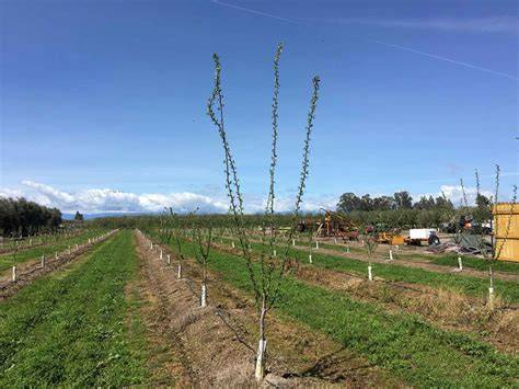 California’s Prune Orchard of the Future - Progressive … - raincitystudios.com