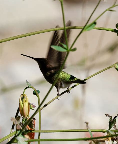 CALIFORNIA BOTANIC GARDEN - 1053 Photos & 192 …