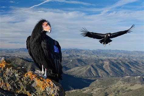 California Condor - U.S. Fish and Wildlife Service - wintechmobiles.com