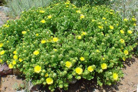 California Native plant ground cover plants. - Las Pilitas - raincitystudios.com