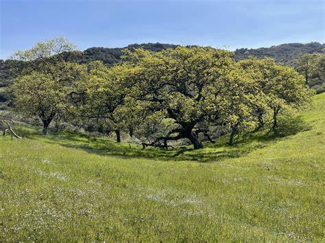 California oak woodland - raincitystudios.com