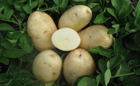 CALWHITE PotatoPro