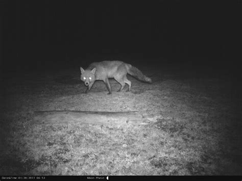 Camera trap - muktibox.com