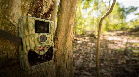 Camera trapping for conservation | WWF - muktibox.com