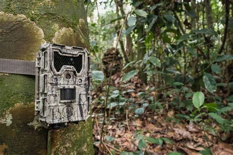 Camera Trapping - ZSL - muktibox.com