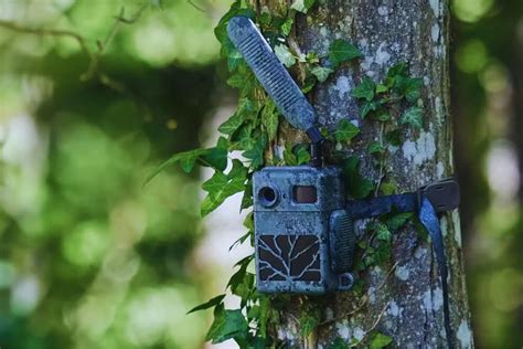 Camera traps - World Wildlife Fund - muktibox.com