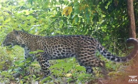 Camera traps reveal undiscovered leopard population … - raincitystudios.com