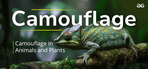 Camouflage in Animals | Definition, Types & Examples - muktibox.com