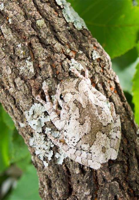 Camouflage in Animals and Plants - GeeksforGeeks - muktibox.com