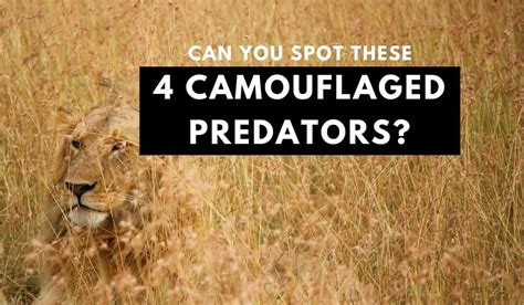 Camouflage in predators - Pembury Smith - Wiley … - muktibox.com