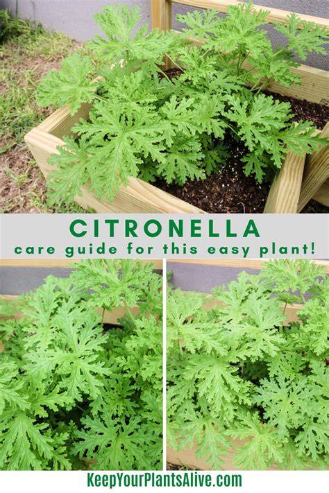Can Citronella Plant Atttract Fruit Flies - raincitystudios.com