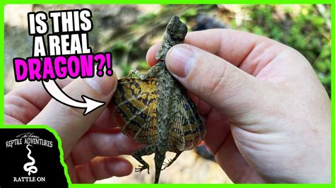 CAN REPTILES REALLY FLY? (Real life dragons!) - YouTube