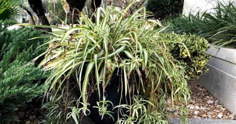 Can Spider Plants Live Outside: How To Care for … - raincitystudios.com