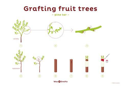 Can You Graft Fruit Trees to Any Tree: Expert Tips for Successful ... - raincitystudios.com