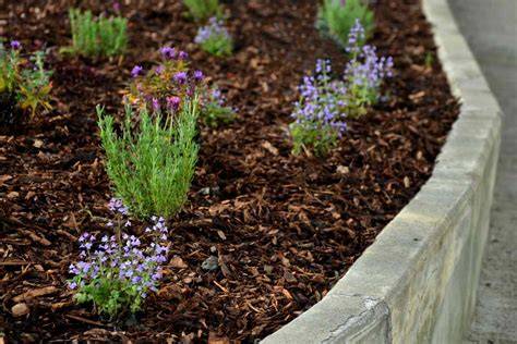 Can You Plant Seeds In Mulch - PlantopiaHub - raincitystudios.com