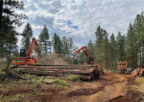 Canada’s Sustainable Logging Certifications ... - One Green Planet - raincitystudios.com