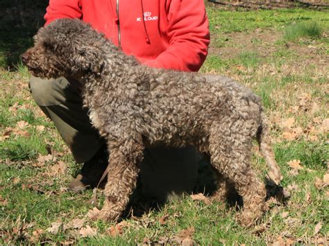 CANI ATTUALI Allevamento della Cascinetta