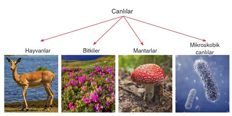 CANLILARI TANIYALIM.