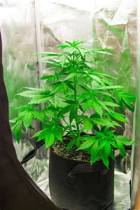 Cannabis Growing Media: Substrates Guide for Cultivators - raincitystudios.com