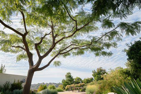 Canopy and Shade Trees Australia - Advanced Plants - raincitystudios.com