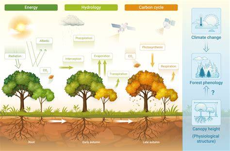 Canopy structure regulates autumn phenology by mediating the ... - raincitystudios.com