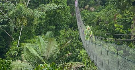 Canopy Tower - The Canopy Family - muktibox.com