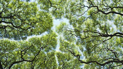 Canopy Trees - Evergreen Trees Direct - raincitystudios.com