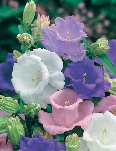 CANTERBURY BELLS- Cup & Saucer Mixed Colors – …