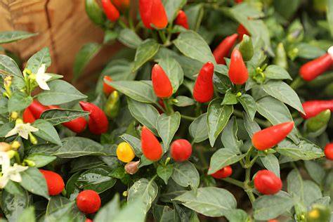 Capsicum Spp royalty-free images - Shutterstock - raincitystudios.com