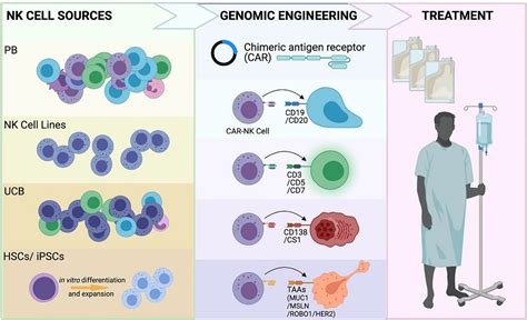 CAR NK Cells: The Future Is Now Annual Review of Cancer …