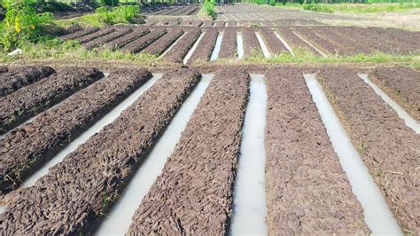 cara buat guludan / bedengan super rapi pada tanah sawah | MELON ... - raincitystudios.com