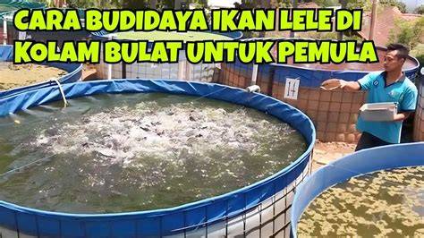 Cara Budidaya Lele Sukses untuk Pemula - raincitystudios.com