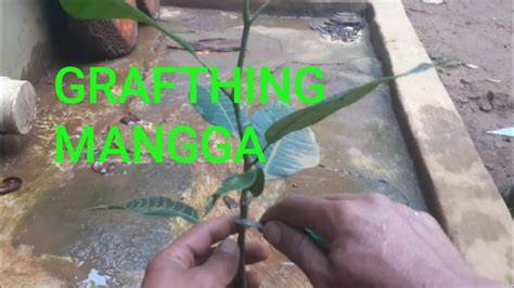 Cara Grafting Tanaman Mangga - Kampus Tani - raincitystudios.com