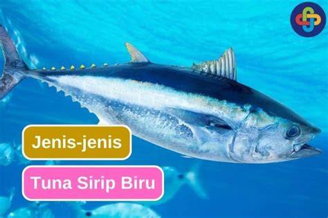 Cara Memancing Tuna Sirip Biru - raincitystudios.com