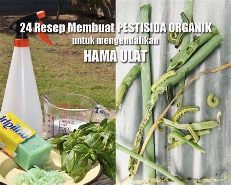 Cara Membuat 24 Macam PESTISIDA NABATI & INSEKTISIDA ORGANIK Untuk ... - raincitystudios.com