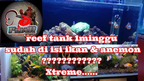 CARA MEMBUAT AQUARIUM AIR LAUT UNTUK PEMULA - YouTube