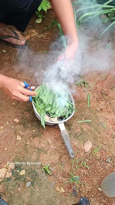 Cara membuat Asap Voging alami dari daun sereh untuk mengusir nyamuk ... - raincitystudios.com