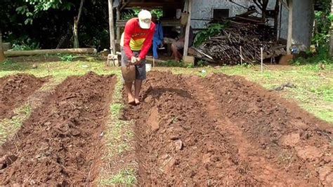 Cara Membuat Bedengan Untuk Cabe dan Sayuran.. #shortsfunny - raincitystudios.com