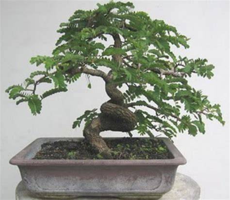Cara Membuat Bonsai Pohon Asem - raincitystudios.com