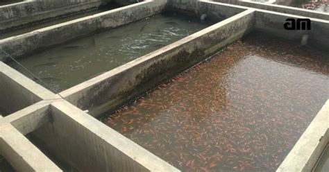 cara membuat kolam beton - raincitystudios.com