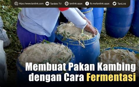 Cara Membuat Pakan Kambing Fermentasi Kering - Kompasiana - raincitystudios.com