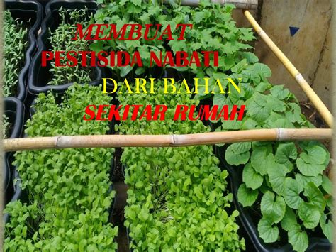 Cara Membuat Pestisida Organik Ramah Lingkungan … - raincitystudios.com